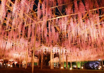 JAPAN wisteria trellis