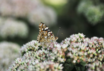 Beautiful butterfly on flower. Spring nature background.