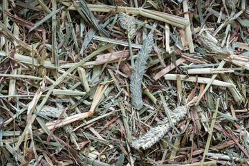 うさぎのエサ　チモシー(ショート)