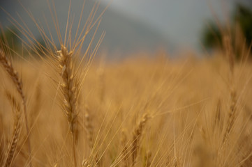 ears of wheat