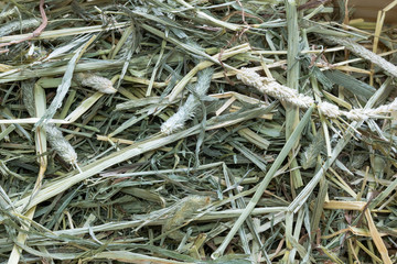 うさぎのエサチモシー