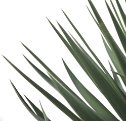 Abstract texture of plant.