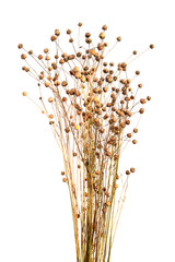 Boxes of ripe flax seeds isolated on a white background. Capsules of dry flax seed in sheaves. Ripe...