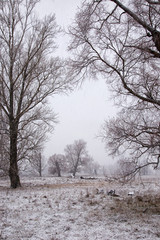 First snowfall, snowstorm in the morning