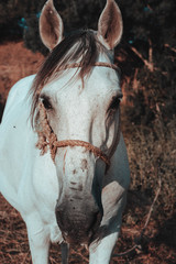 caballo