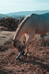 caballo