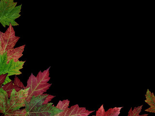 Feuilles d'automne au fond noir