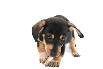 dachshund puppy isolated