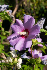 Bl&uuml;hende Rosen-Malve