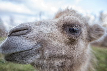 Fototapeta premium Portrait of a camel