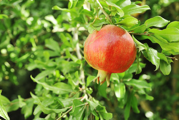 Pomegranates growing on tree. Natural food concept. 