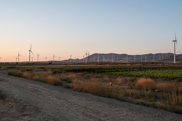 Fototapeta premium windmill field generating clean energy