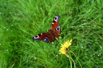 Butterfly on a green meadow with yellow flowers. Close-up