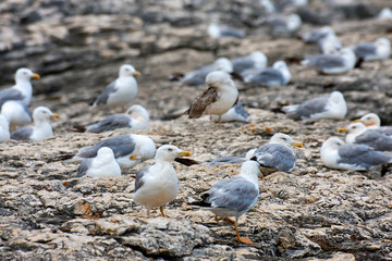 Gulls onthe rocky coastline on kamenjak, Croatia