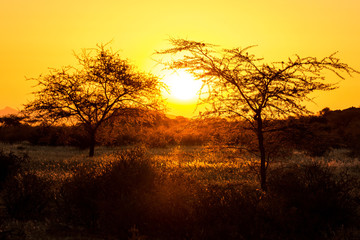 Fototapeta na wymiar Golden sunset in Namibia, Namib Naukluft Park