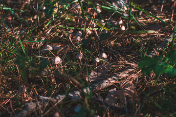 Forest mushroom in moss after rain in autumn forest
