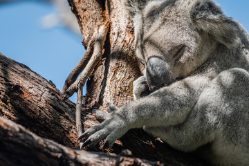 Naklejka premium closeup portrait of sleeping koala