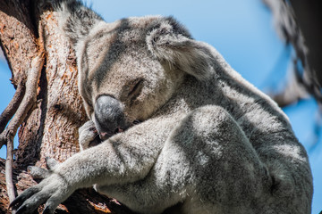 portrait of sleeping koala