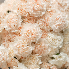 Closeup carnation flowers white pale pink color. Spring background. Clove bunch present for Mothers Day.