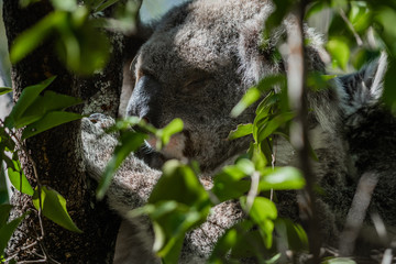 closeup koala in tree behind leaves