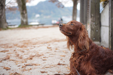 A sweet dog around Lake Bled In Slovenia an amazing lake full of impressive nature , crystal blue water with a beautiful island in the middle surrounded by those beautiful mountains and trees. 