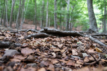 Hojas caídas secas en el bosque con raíces de árboles 