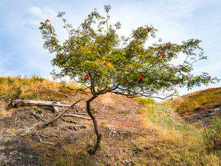 Mountain Ash Tree in the Wild
