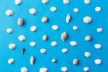 sealife and summer concept - different sea shells on blue background
