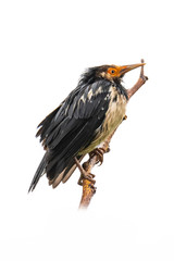 Fototapeta premium Asian Pied Starling perching on a perch isolated on white background