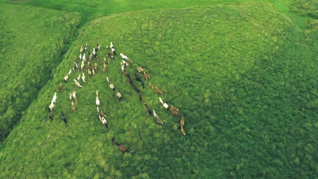 Horese running in the prairies, aerial view