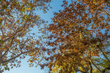 Colorful autumn leaves in the natural environment