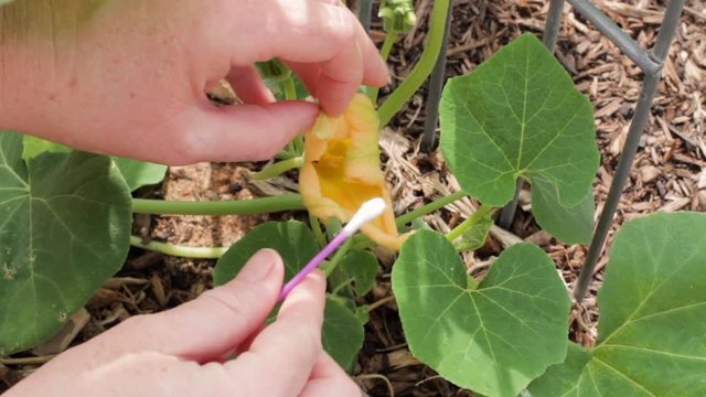 Using a cotton swab to pull pollen off the stamen of a male butternut squash in order to hand pollinate the female with fruit attached. An ant crawls around inside the flower as it steals pollen.