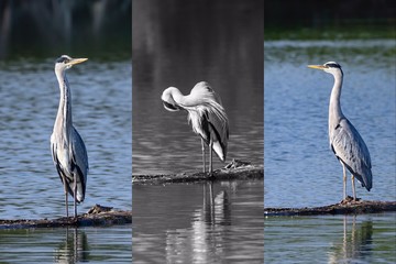 Grey heron (Ardea cinerea), Auvergne, France.