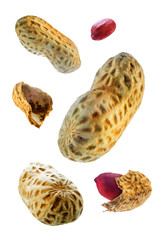 Peanut on a white isolated background