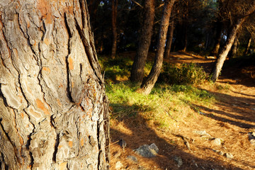 Fototapeta premium Pine forest on Kamenjak, istra