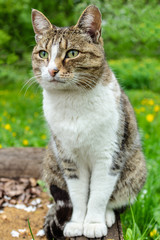Naklejka na ściany i meble domestic cat with a collar sits in the garden against a background of green bushes and grass and looks into the distance, closeup portrait of a cat