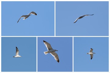 Obraz premium European herring gull (Larus argentatus), Auvergne, France.