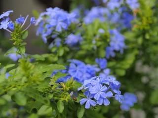 ルリマツリの花