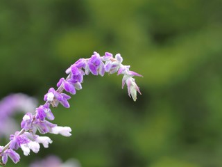 アメジストセージの花