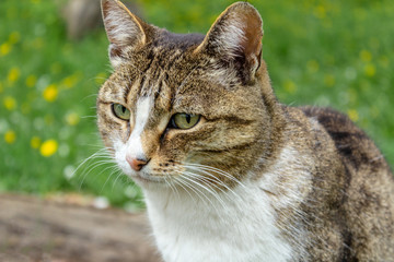 Naklejka na ściany i meble domestic cat with a collar sits in the garden against a background of green grass and yellow flowers and looks into the distance