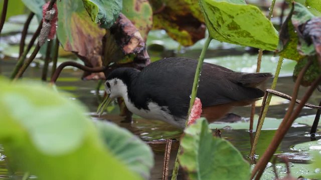 White-breasted Waterhen - Amaurornis phoenicurus waterbird of the rail and crake family, Rallidae, widely distributed across South and Southeast Asia, dark slaty birds with white face, breast and bell