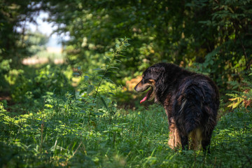 Old and happy male dog walking through the forrest during hot summer day between the trees.