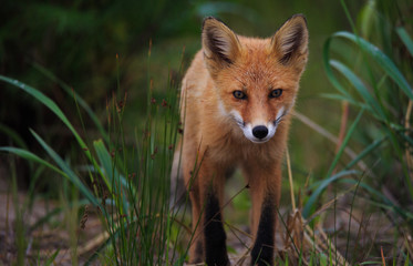 Wild red fox in the forest