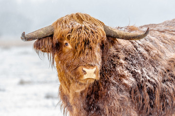 Highland Cattle