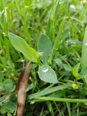 dew on grass