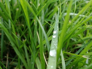 grass with water drops