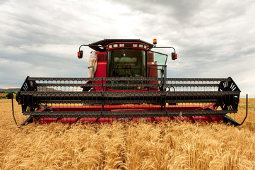 Obraz premium Combine harvester, harvesting wheat, just before a thunderstorm, in Kwazulu Natal, South Africa