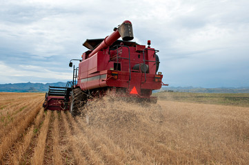 Obraz premium Combine harvester, harvesting wheat, just before a thunderstorm, in Kwazulu Natal, South Africa