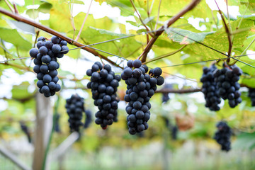 Close up fresh grapes  on the vine in the farm with nice blur background for winery background concept