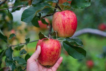 Close up of hand picking fresh red apple ready for havest.